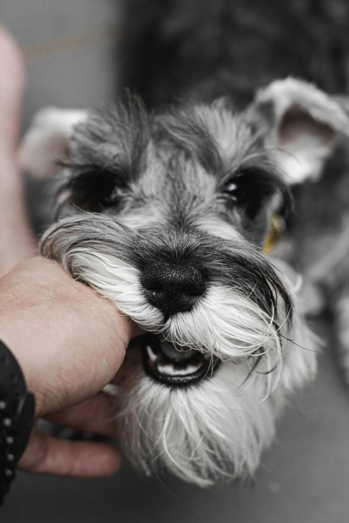 Nick Schnauzers